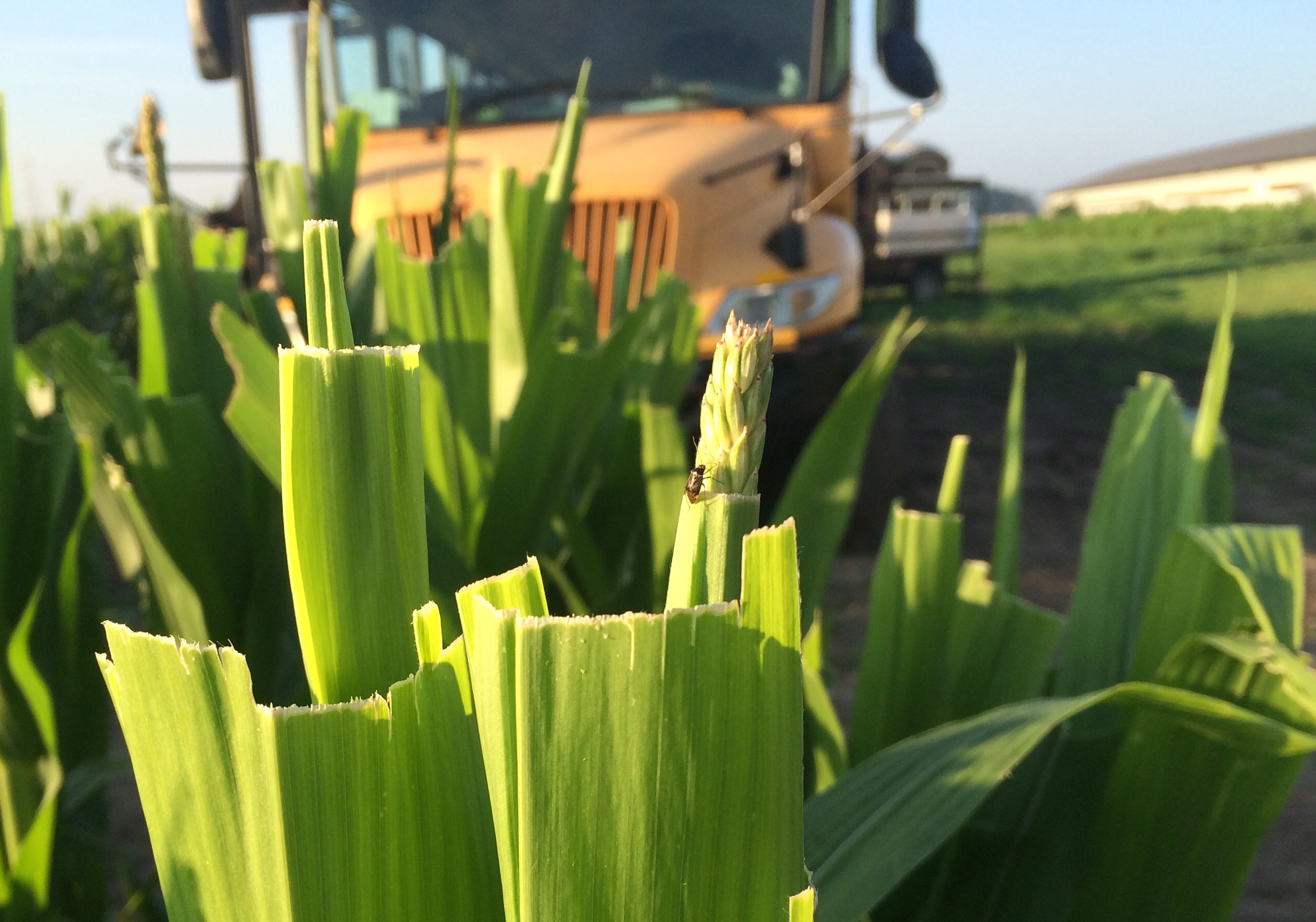 Hybrid Seed Corn Production 101 Texan Meets Midwest