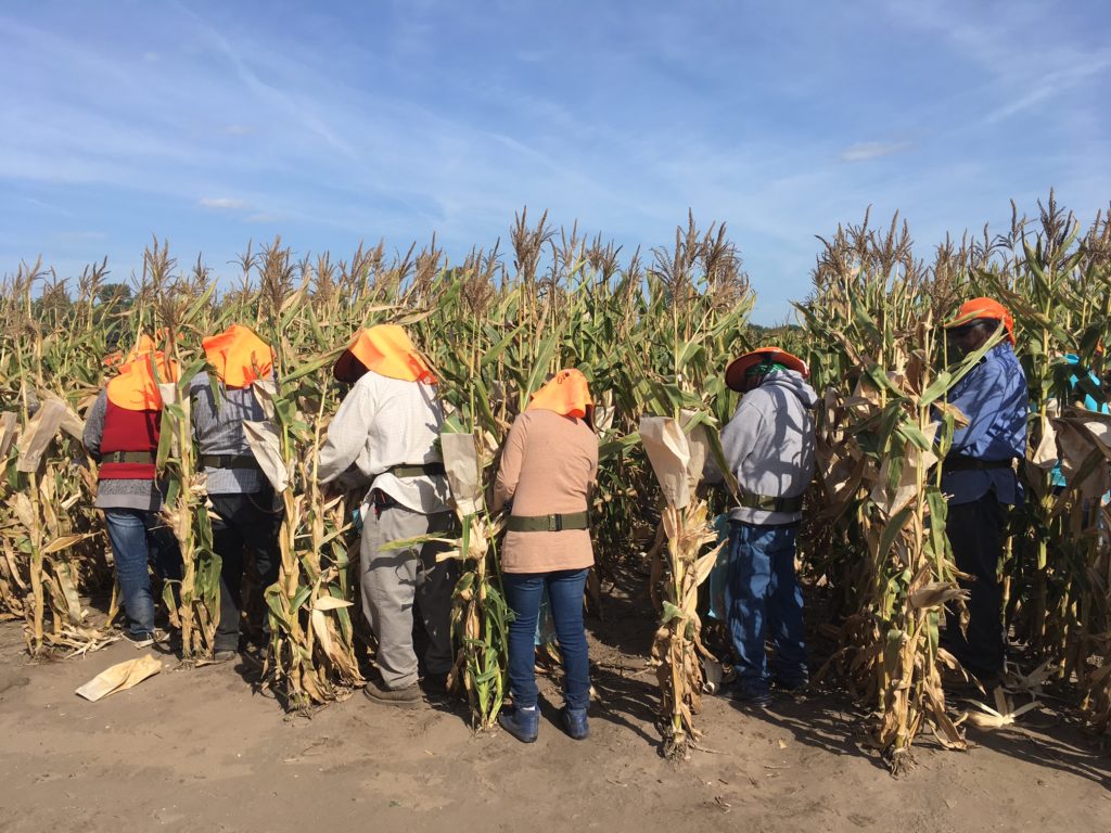 Inbred Seed Corn Production Texan Meets Midwest